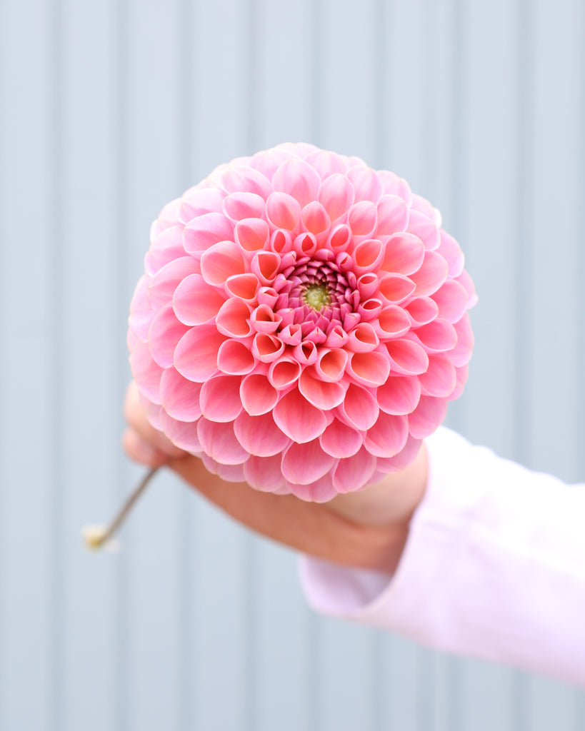 Einzelne Blüte der Dahle Hamari Rose.