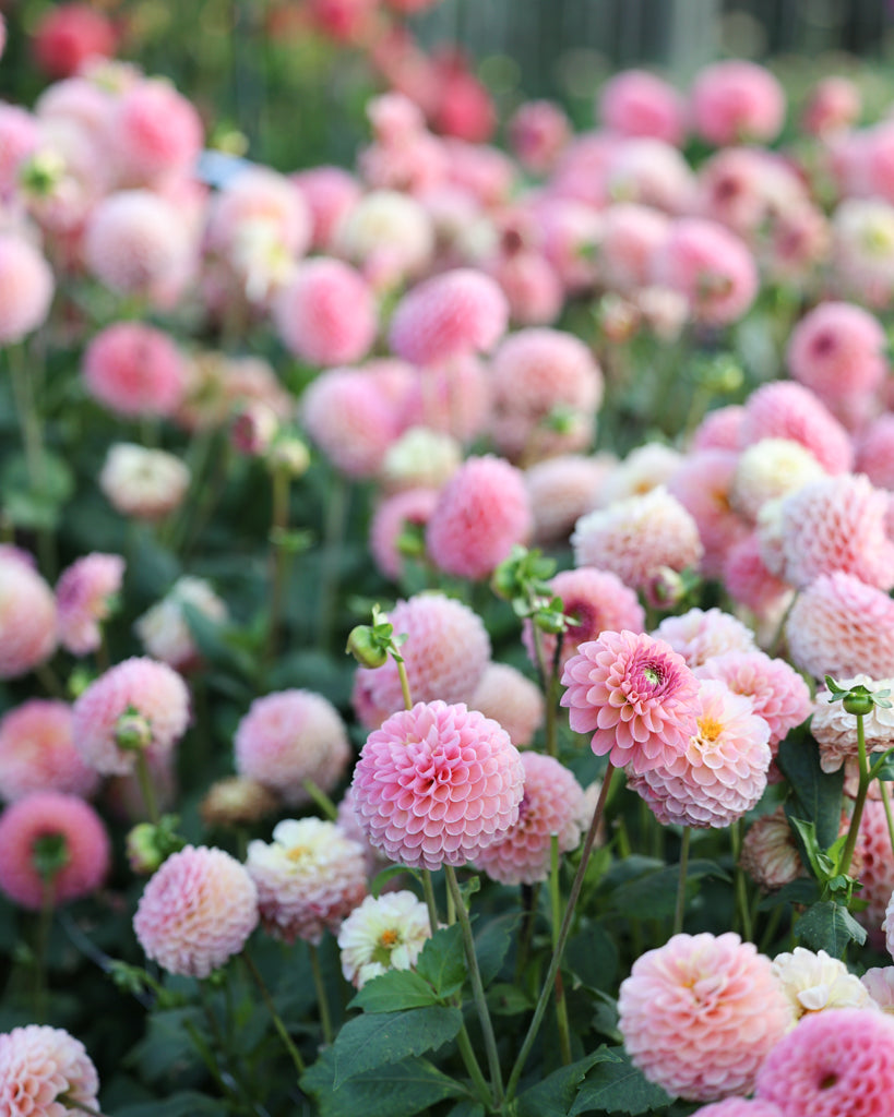Viele Blüten der Dahlie Hamari Rose im Beet.