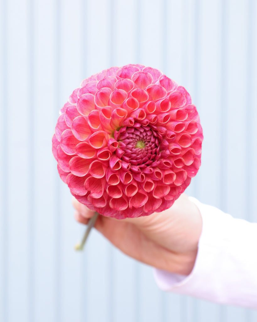 Einzelne Blüte der Dahlie Hapet Coppery.