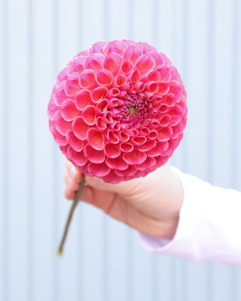 Einzelne Blüte der Dahlie Hapet Coppery.