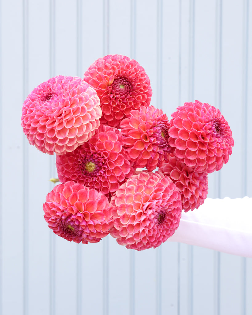 Strauß der Dahlie Hapet Coppery vor einem hellblauen HIntergrund.