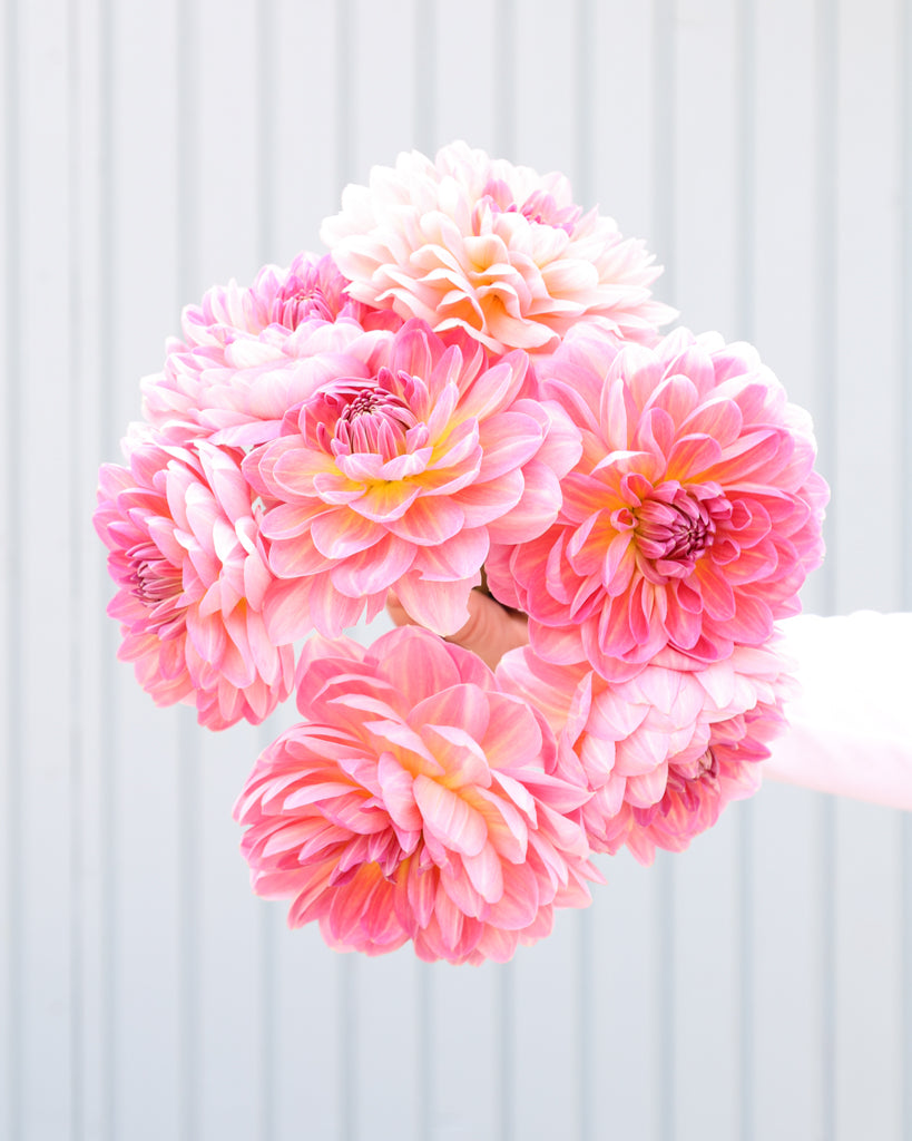 Ein Strauß Dahlien der Sorte Hapet Old Charme vor einem hellen Hintergrund.