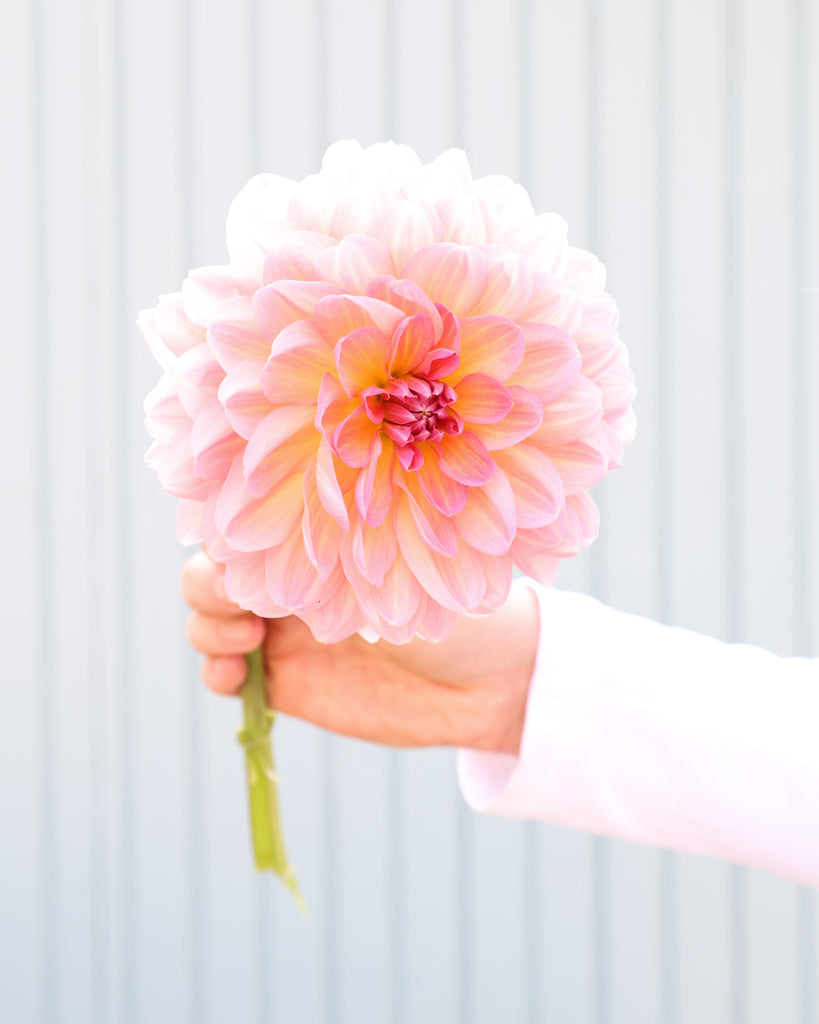 Eine Dahlie der Sorte Hapet Old Charme vor einem hellen Hintergrund.