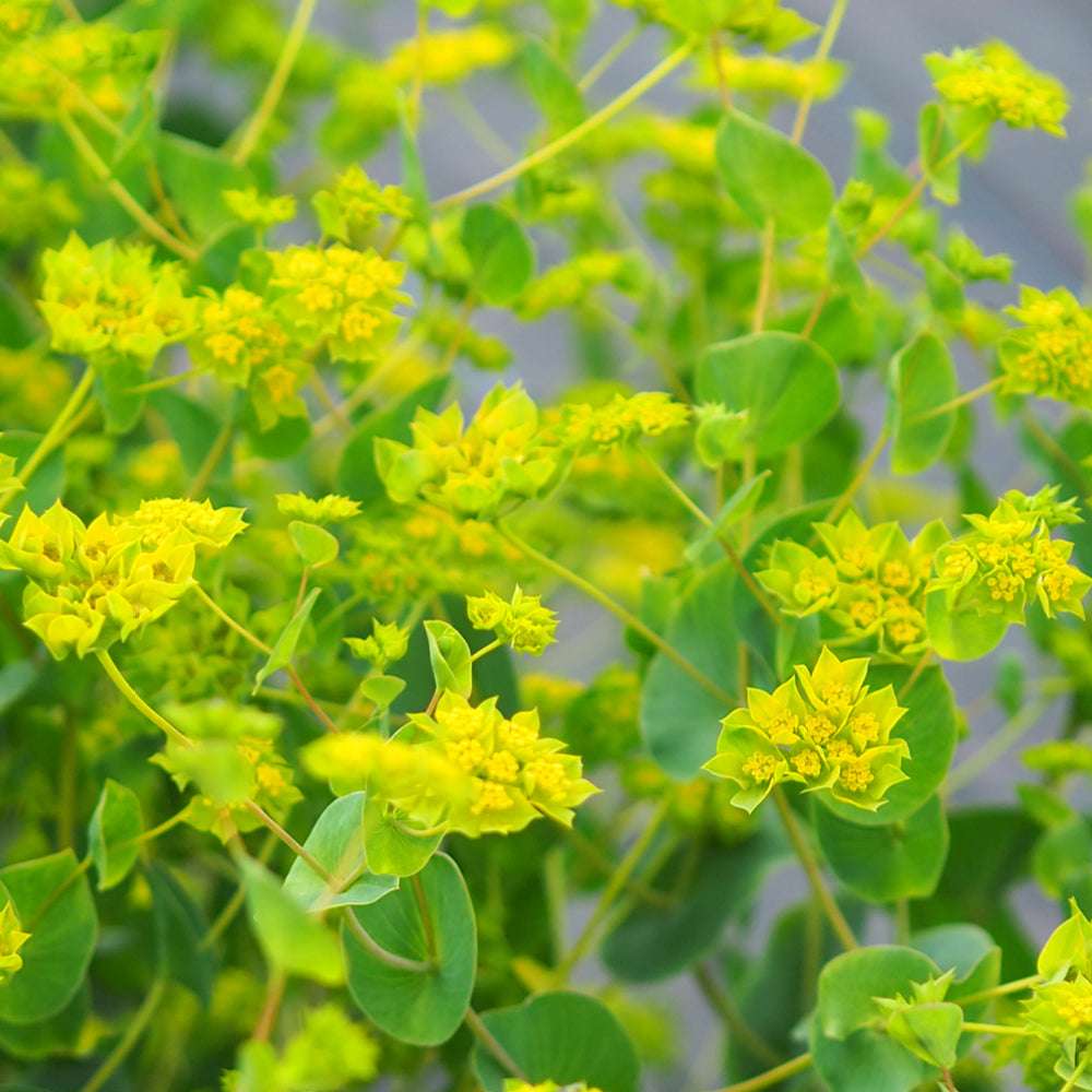 Nahaufnahme der Blüten des Hasenohrs (Bupleurum rotundifolium) ‘Garibaldi’ mit sternförmigen Kelchblättern und grün-gelben Blüten.