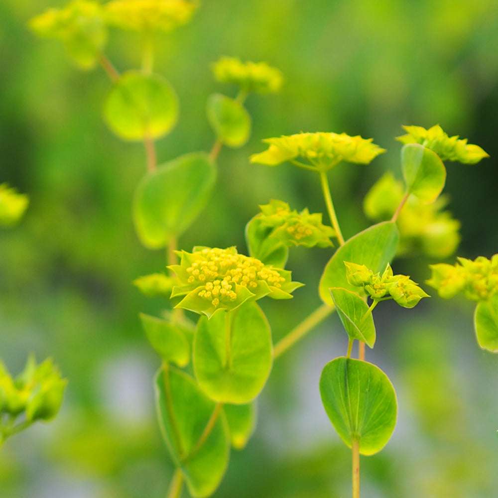 Mehrere Blüten des Hasenohrs (Bupleurum rotundifolium) ‘Garibaldi’ mit sternförmigen Kelchblättern und grün-gelben Blüten zwischen graugrünen Blättern.