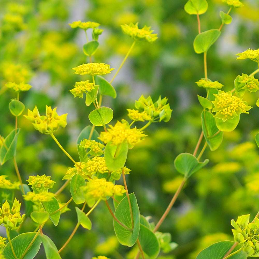 Mehrere Blüten des Hasenohrs (Bupleurum rotundifolium) ‘Garibaldi’ mit sternförmigen Kelchblättern und grün-gelben Blüten zwischen graugrünen Blättern