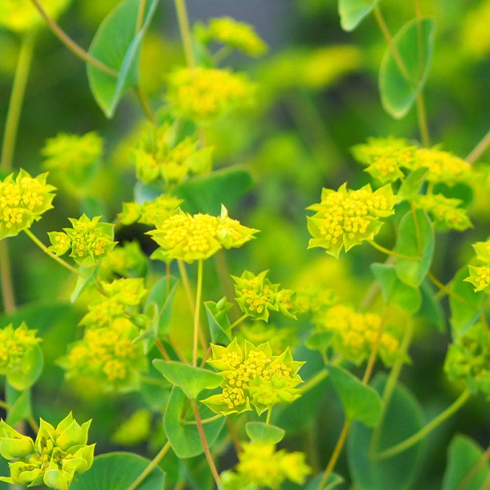 Mehrere Blüten des Hasenohrs (Bupleurum rotundifolium) ‘Garibaldi’ mit sternförmigen Kelchblättern und grün-gelben Blüten zwischen graugrünen Blättern blühend im Gartenbeet.