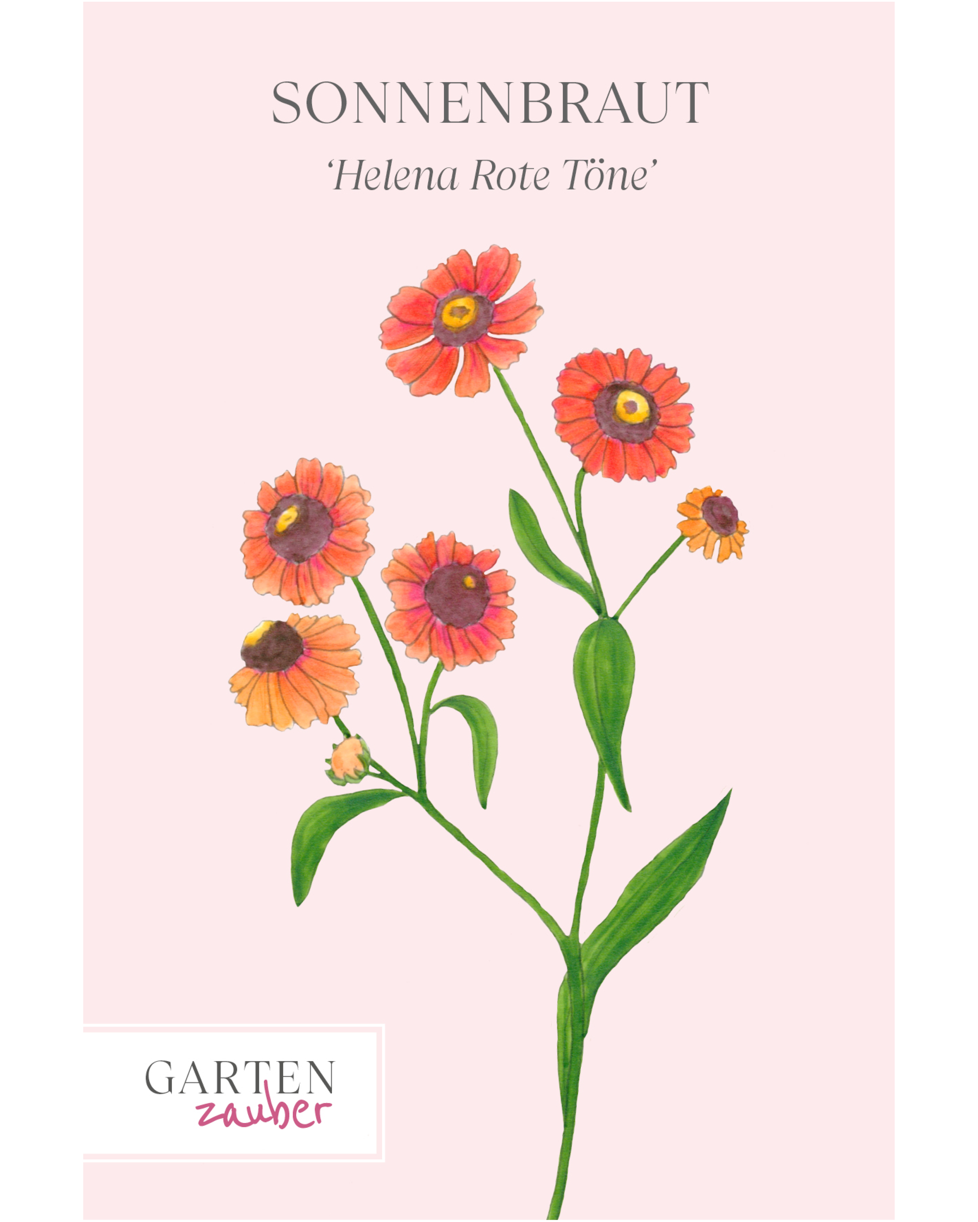 Vorderseite der Saatguttüte Sonnenbraut ‘Helena Rote Töne’ – Helenium autumnale mit handgezeichneter Illustration der markanten, tiefroten Blüten mit goldgelbem Zentrum aus der Gartenzauber-Saatgutserie.