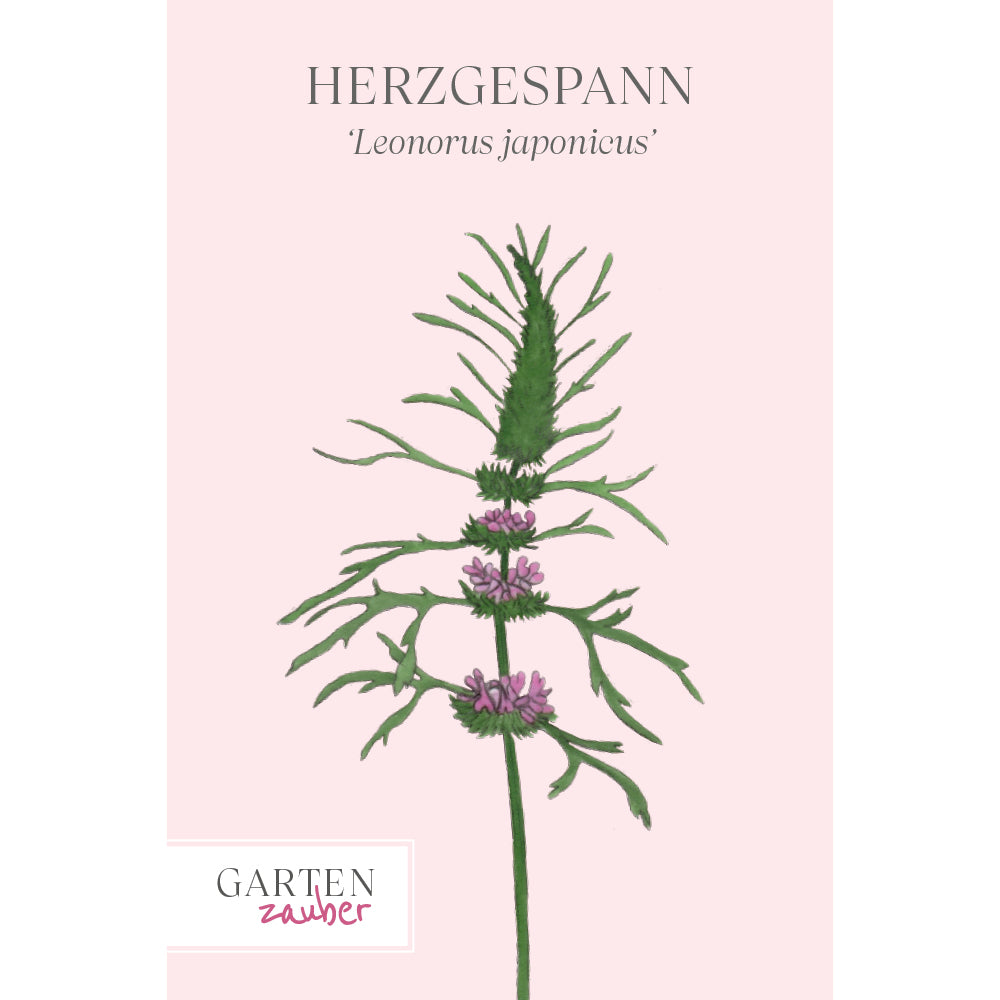 Vorderansicht Saatguttuete Herzgespann Leonorus japonicus aus der Gartenzauber-Saatgutserie