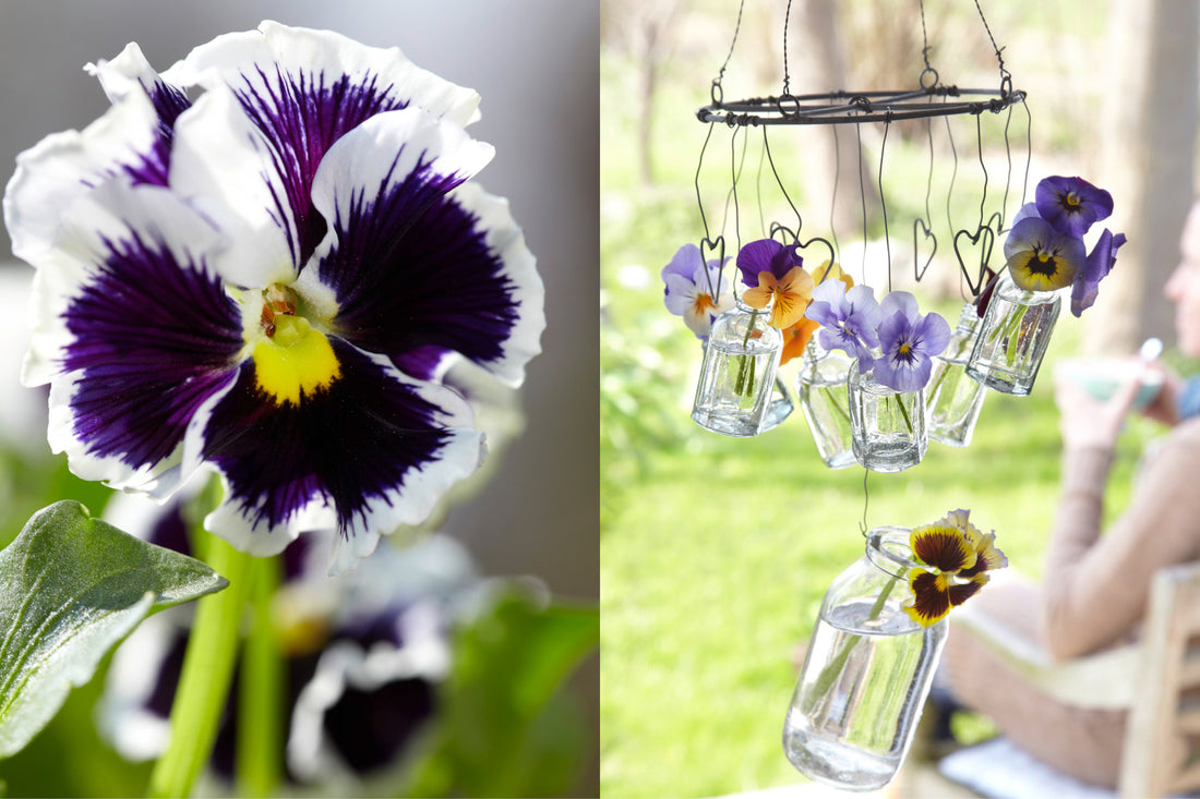 Stiefmütterchen und Hornveilchen in Glasfläschchen als hängende Frühlingsdeko im Garten – kreative Idee mit Violas.