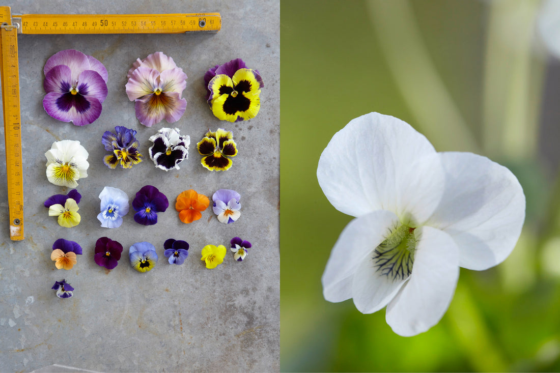 Vergleich verschiedener Violas – Stiefmütterchen und Hornveilchen in unterschiedlichen Größen und Farben, daneben weißes Veilchen in Nahaufnahme.