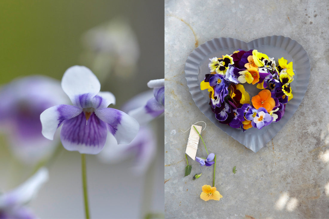 Kreative Deko mit Violas – Herzschale mit Blütenkranz aus Stiefmütterchen und Hornveilchen, daneben weiß-violette Viola im Garten.