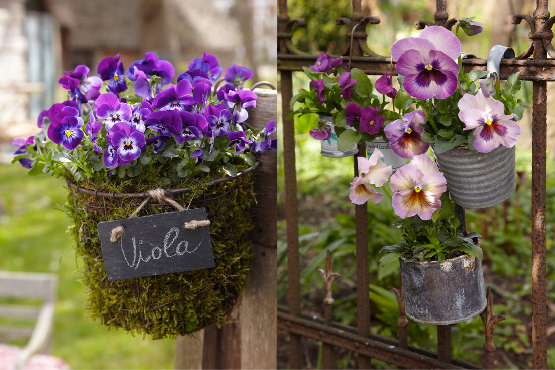 Hornveilchen und Stiefmütterchen in nostalgischen Pflanzgefäßen – violette Violas im Mooskorb und pastellfarbene Blüten in Zinkeimern am Gartenzaun.