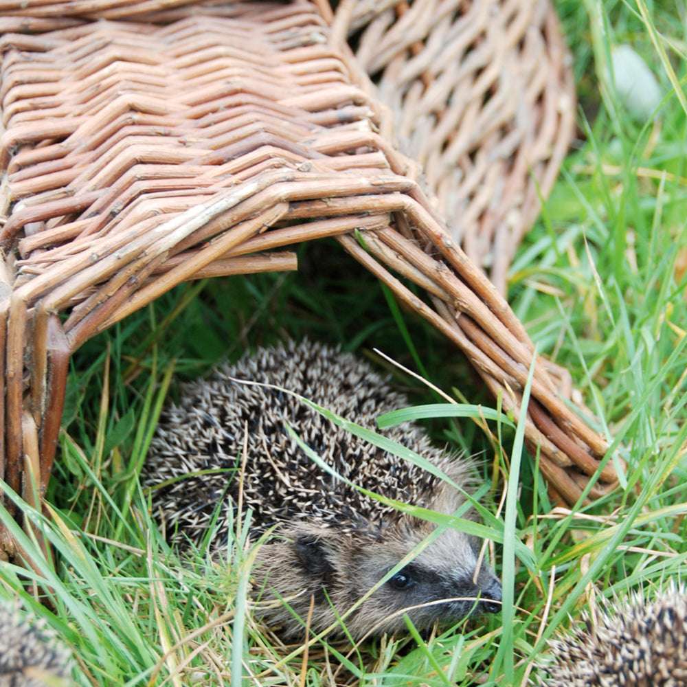 Igelhaus aus Weidengeflecht mit Igel im Garten.