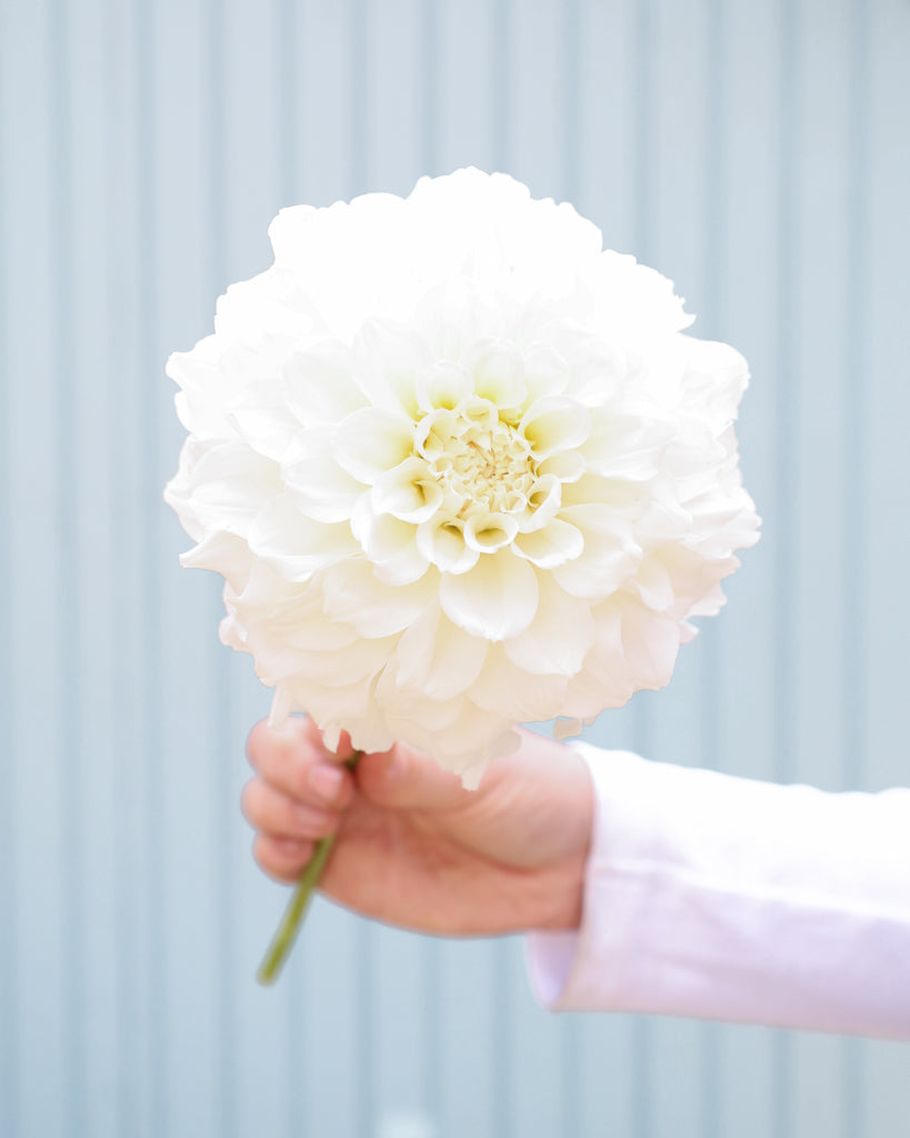 Eine Dahlienbluete der Sorte Irish Ruffles vor einem hellblauen Hintergrund.