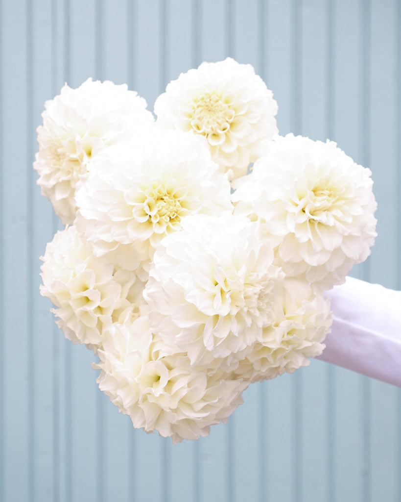 Ein Strauß Dahlien der Sorte Irish Ruffles vor einem hellblauen Hintergrund.