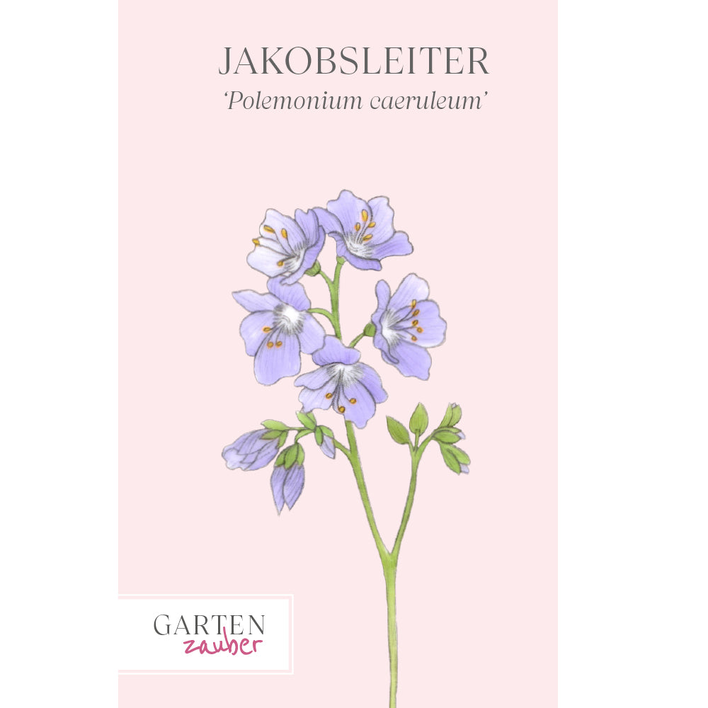 Vorderseite der Saatguttüte Jakobsleiter – Polemonium caeruleum mit handgezeichneter Illustration der glockenförmigen, zartblauen Blüten aus der Gartenzauber-Saatgutserie.