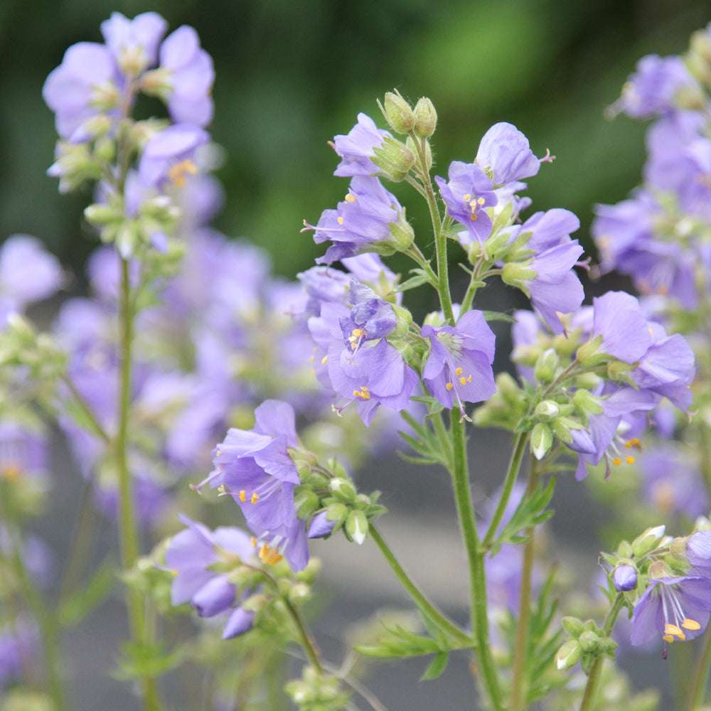 Nahaufnahme der Blüten der Jakobsleiter (Polemonium caeruleum) mit ihren glockenförmigen, zartblauen Blüten.