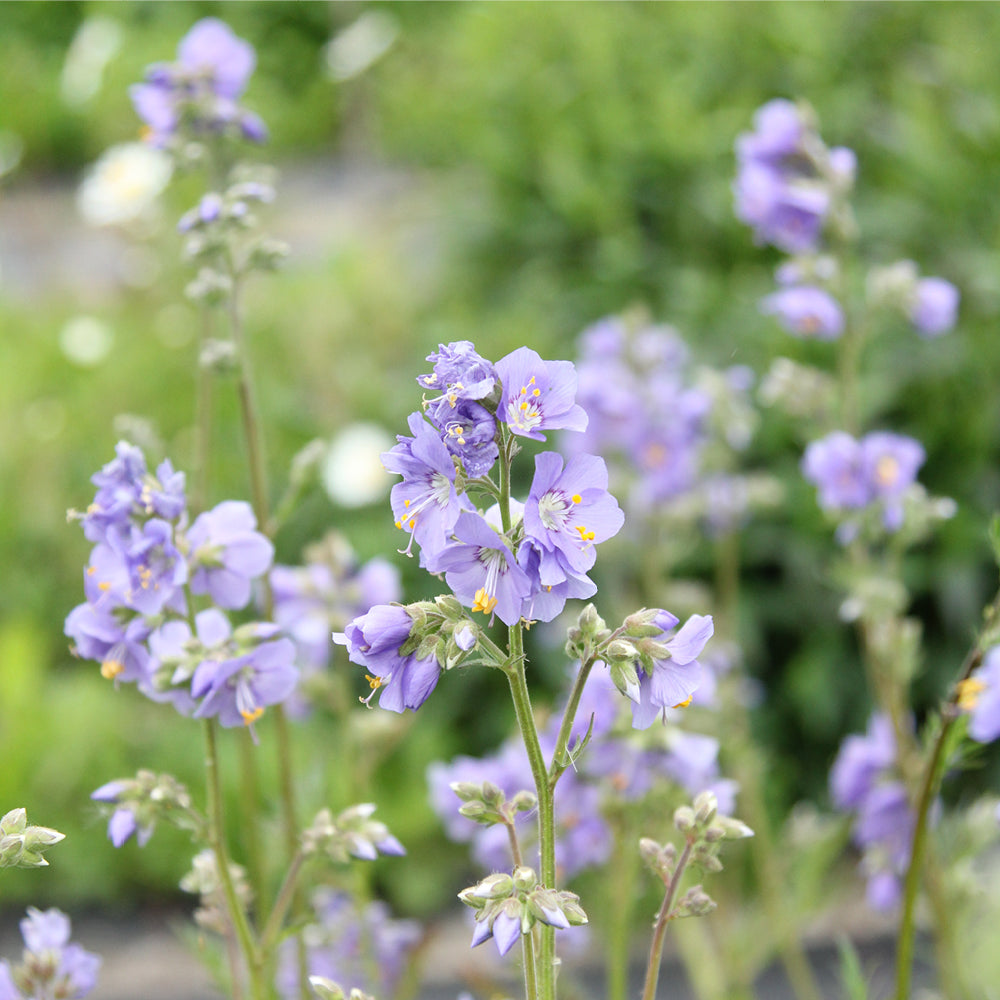 Jakobsleiter-Pflanze (Polemonium caeruleum) mit zahlreichen glockenförmigen, zartblauen Blüten im natürlichen Wuchs.