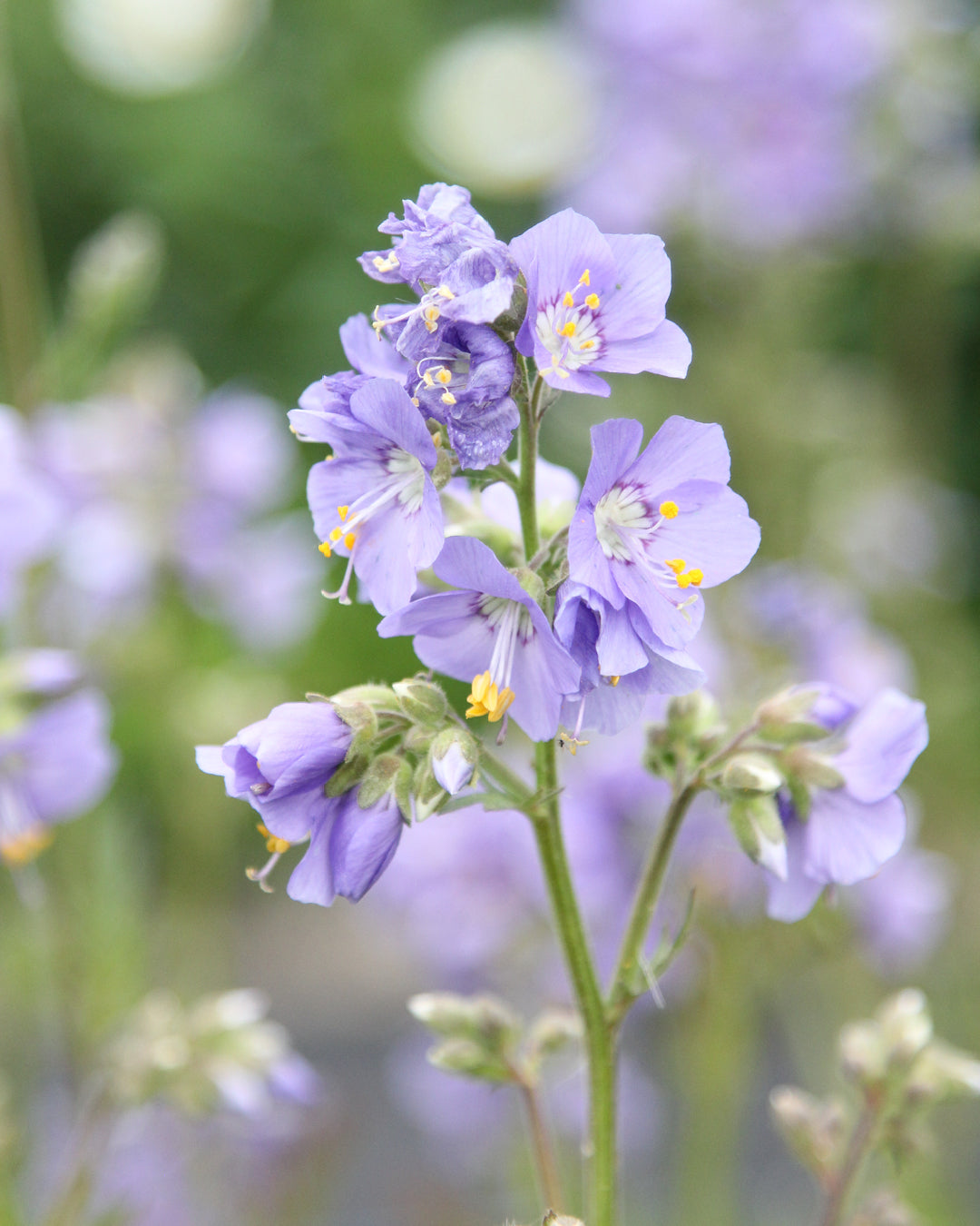 Bluehende Pflanze Jakobsleiter Polemonium caeruleum aus der Gartenzauber-Saatgutserie