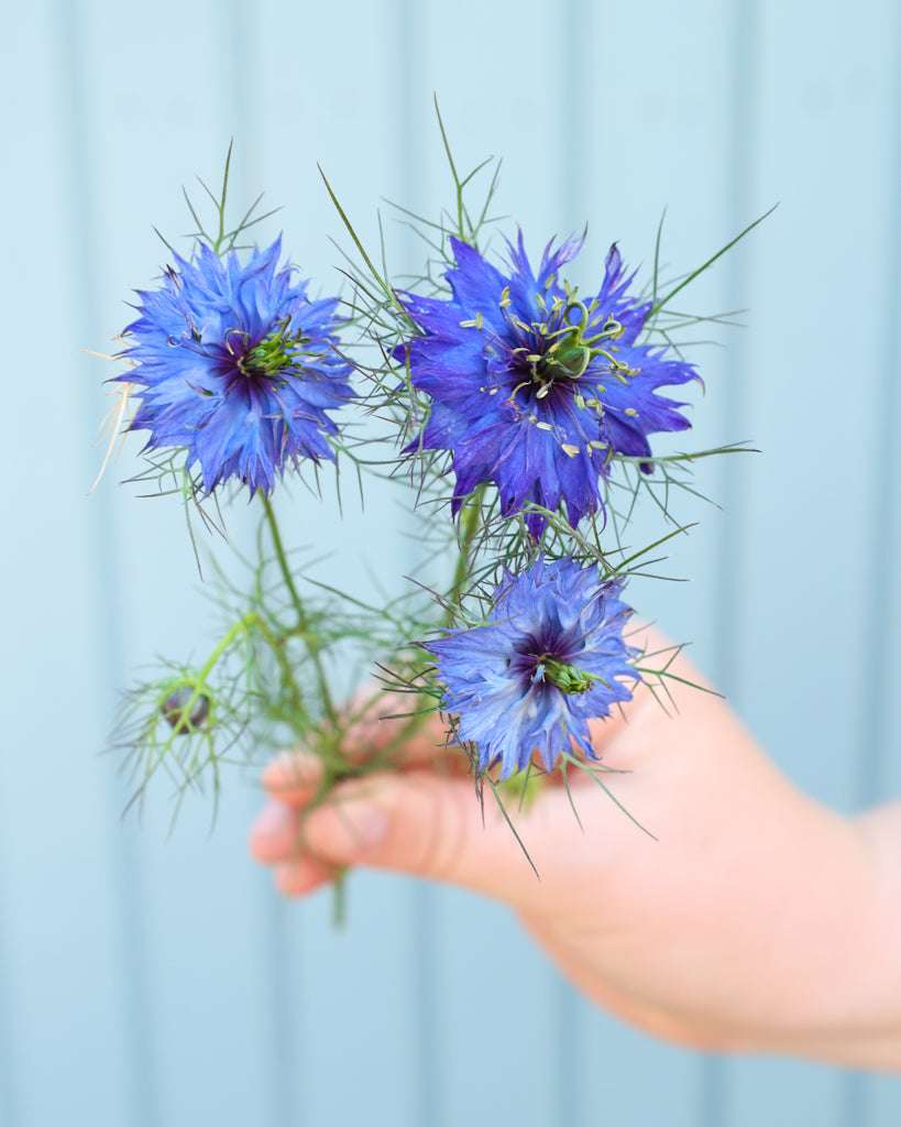 Jungfer im Grünen 'Moody Blues' Saatgut – Sommerblume