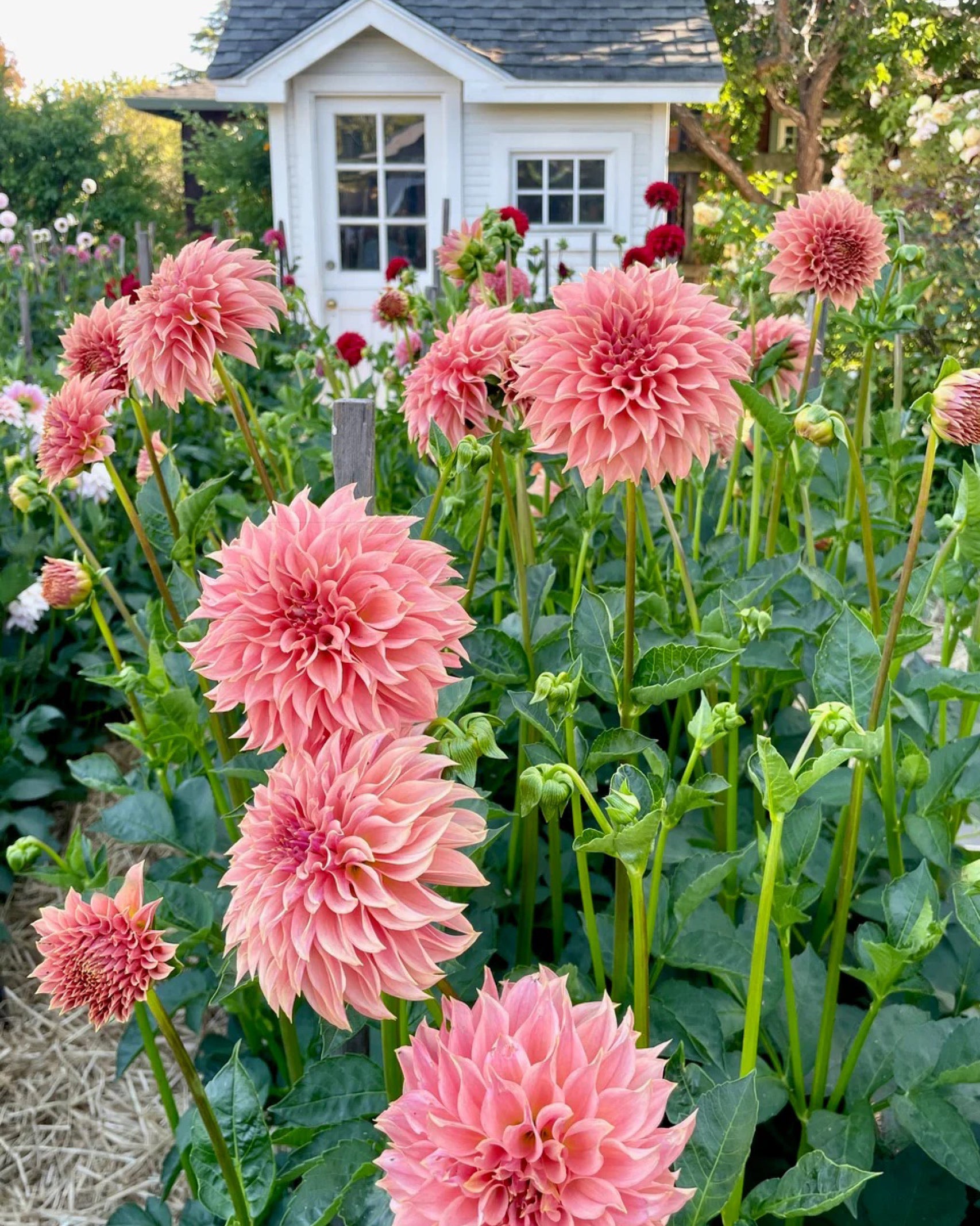 Dahlie KA’s® Coral Sea im Beet mit lachsrosa Blüten – Gartenzauber