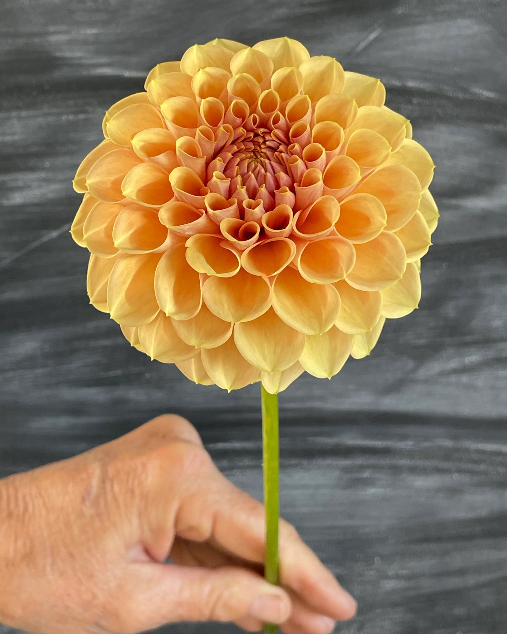 Einzelblüte der Dahlie KA’s® Daybreak in warmen Gelb- und Apricottönen – Gartenzauber