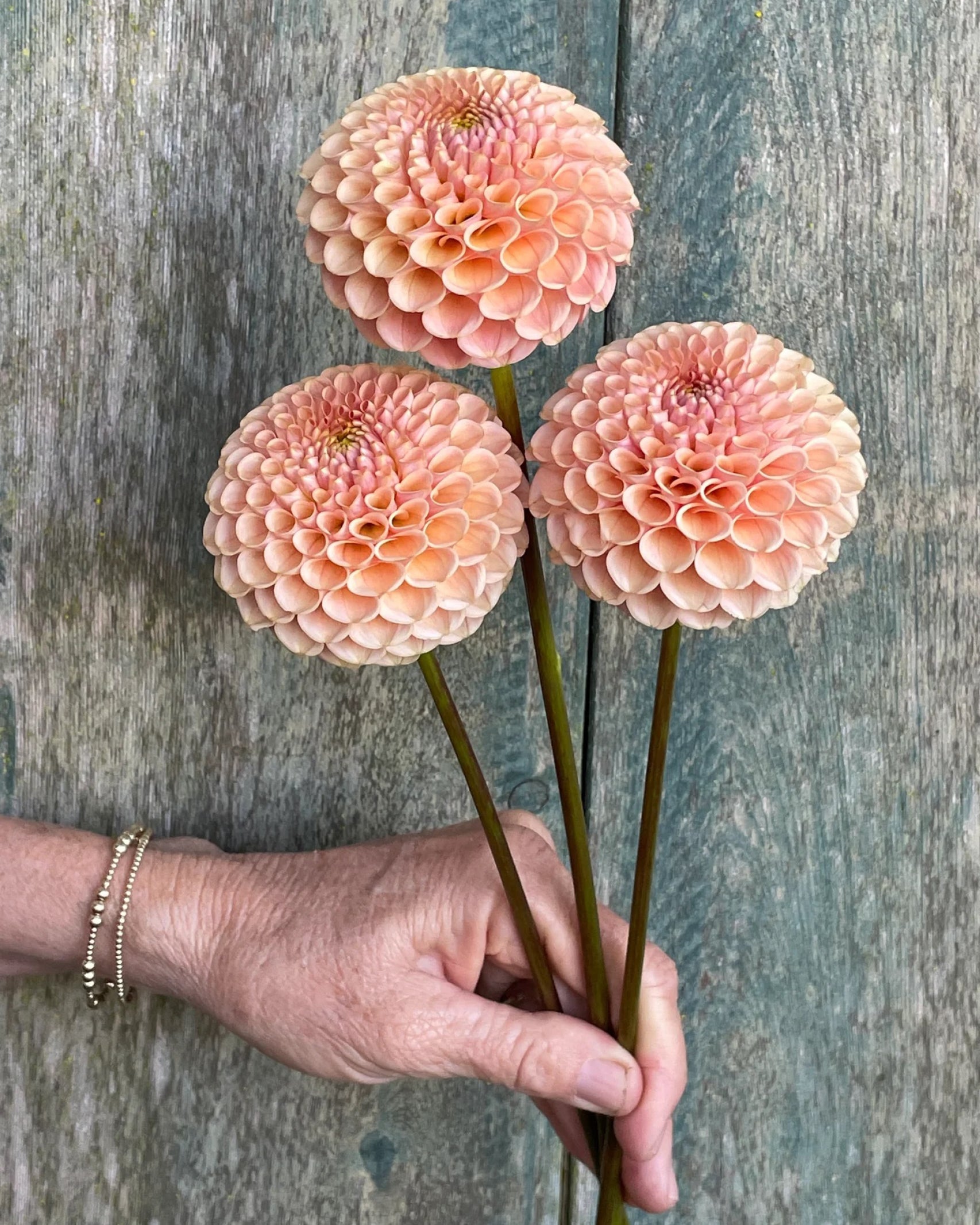 Dahlie KA’s® Honeycomb mit gleichmäßig aufgebauten pfirsichfarbenen Blüten – Gartenzauber