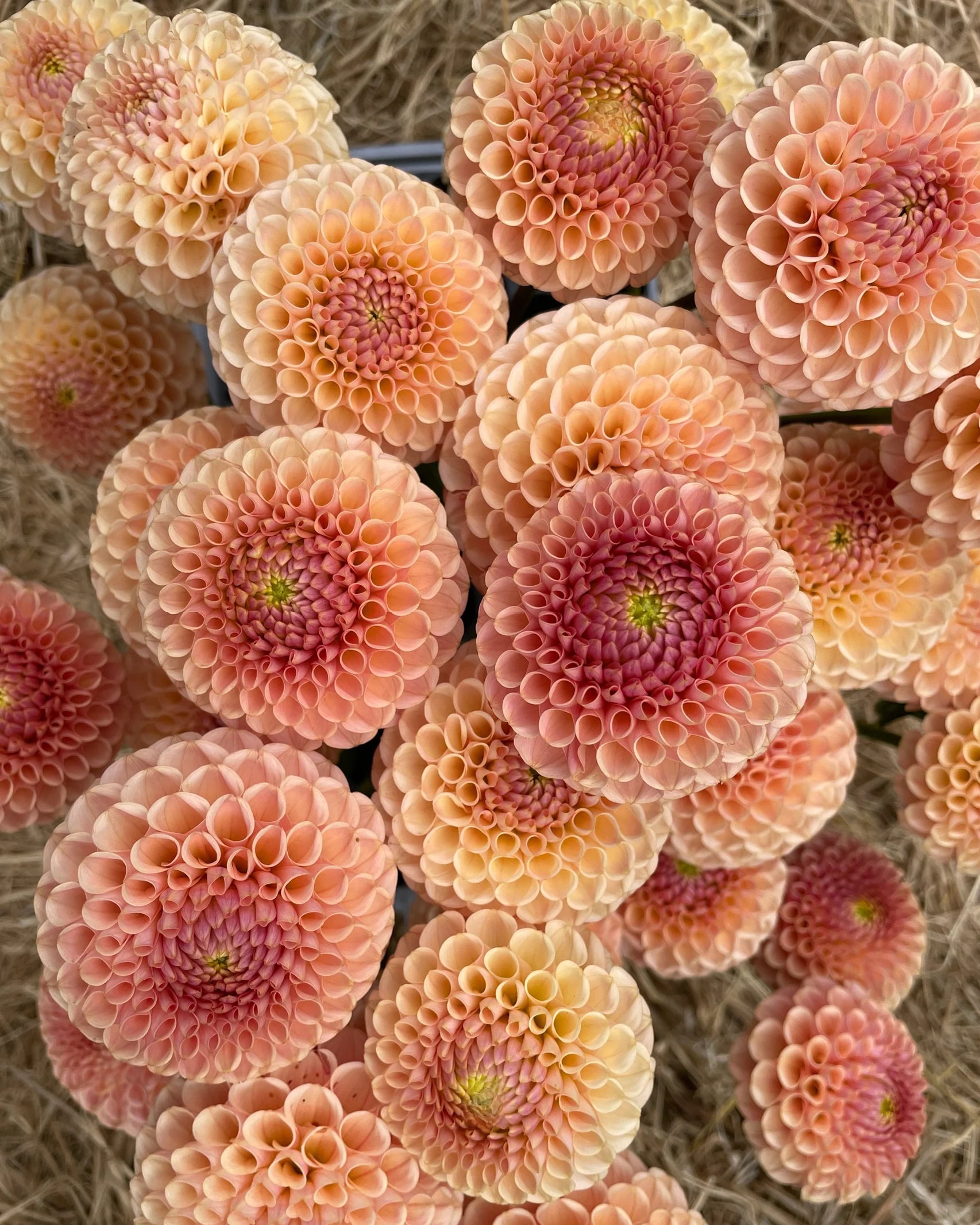 ALT-Text:
Reich blühende Dahlie KA’s® Honeycomb mit runden Pfirsichtönen im Beet – Gartenzauber