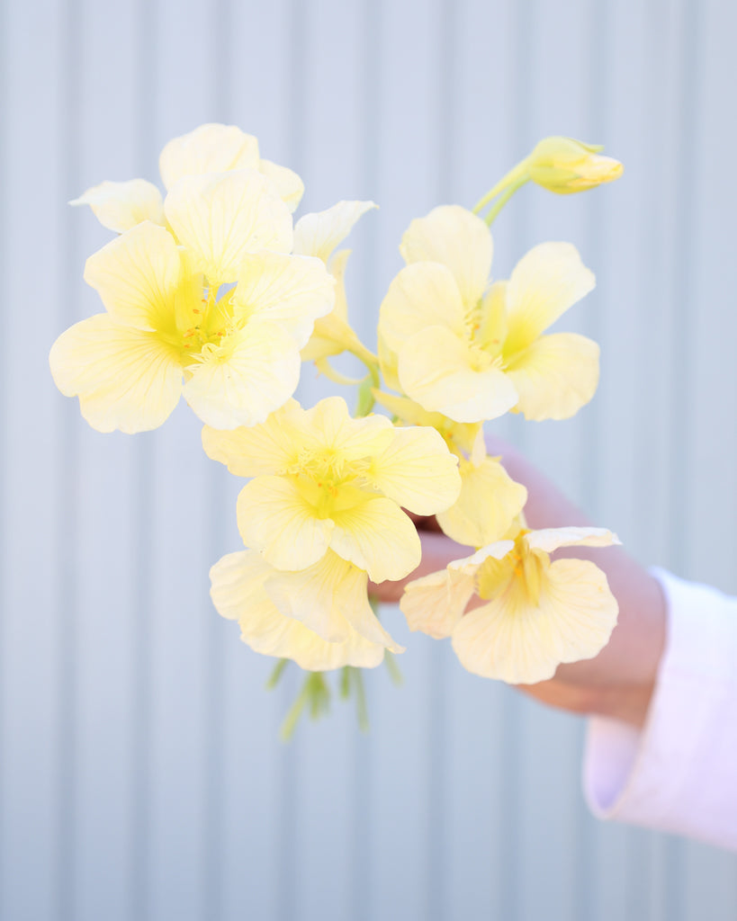 Kleiner Strauß der Kapuzinerkresse Milkmaid in der Hand gehalten.