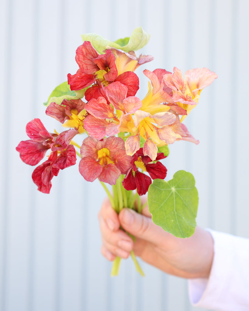 Strauß der Kapuzinerkresse Purple Emperor in der Hand gehalten.
