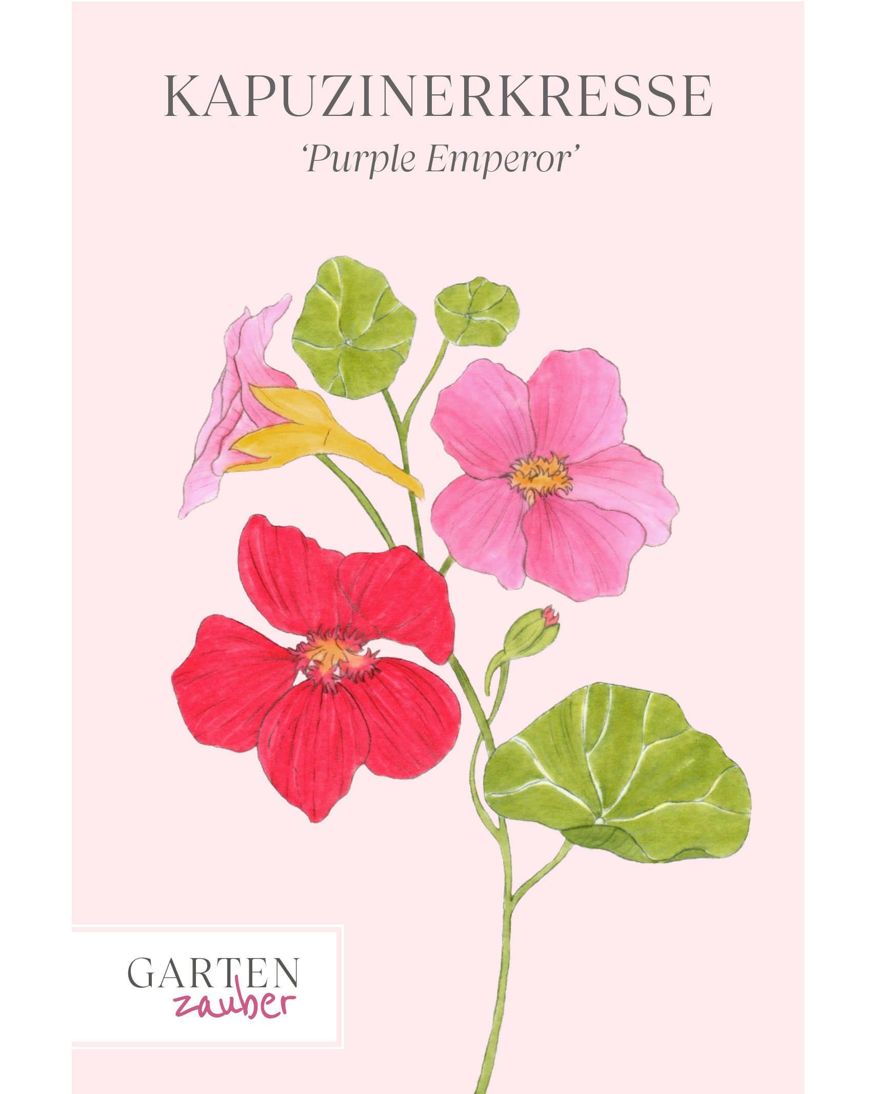 Vorderansicht Saatguttüte Kapuzinerkresse Purple Emperor