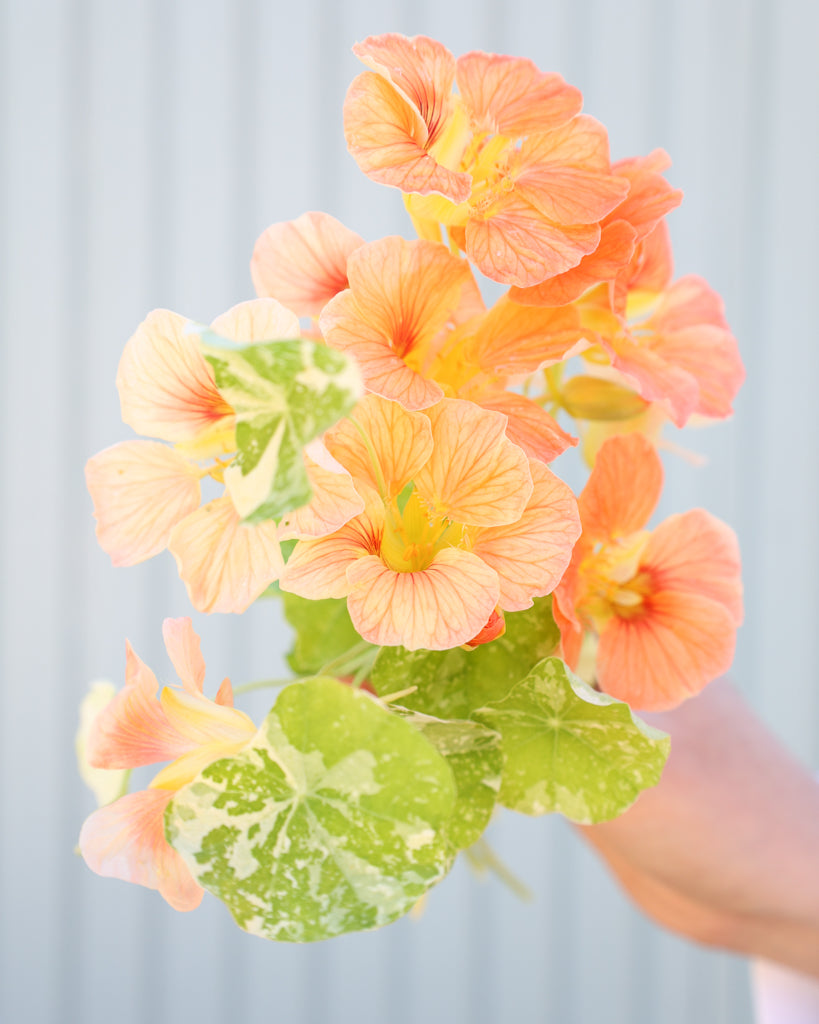 Kleiner Strauß der Kapuzinerkresse Tip Top Alaska Salmon in die Kamera gehalten.