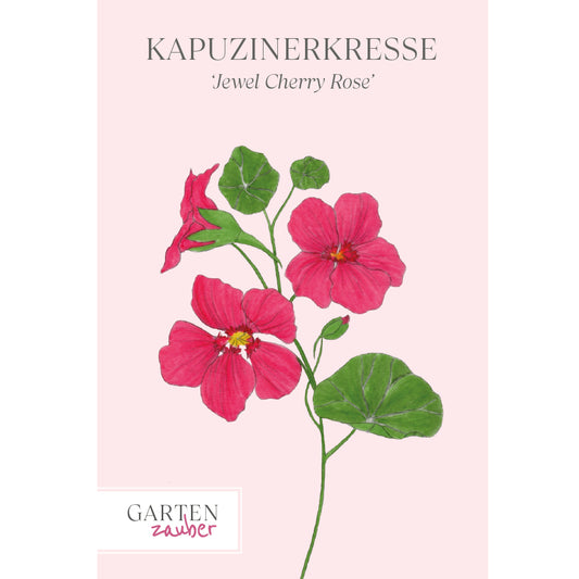 Nasturtium - Tropaeolum minus 'Jewel Cherry Rose'