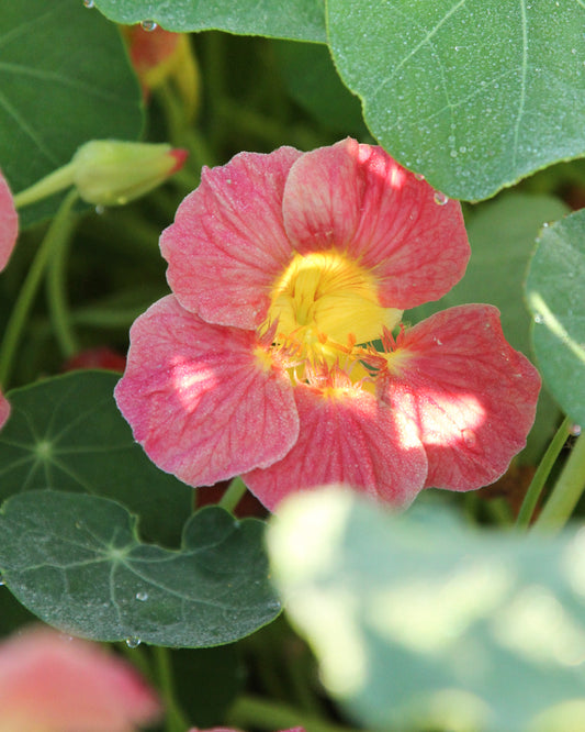Nasturtium - Tropaeolum minus 'Jewel Cherry Rose'