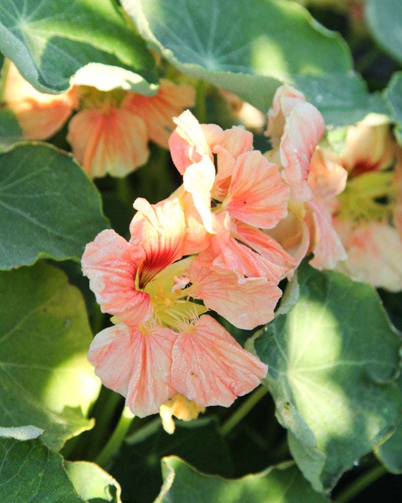 Kapuzinerkresse 'Salmon Gleam' Saatgut – Sommerblume