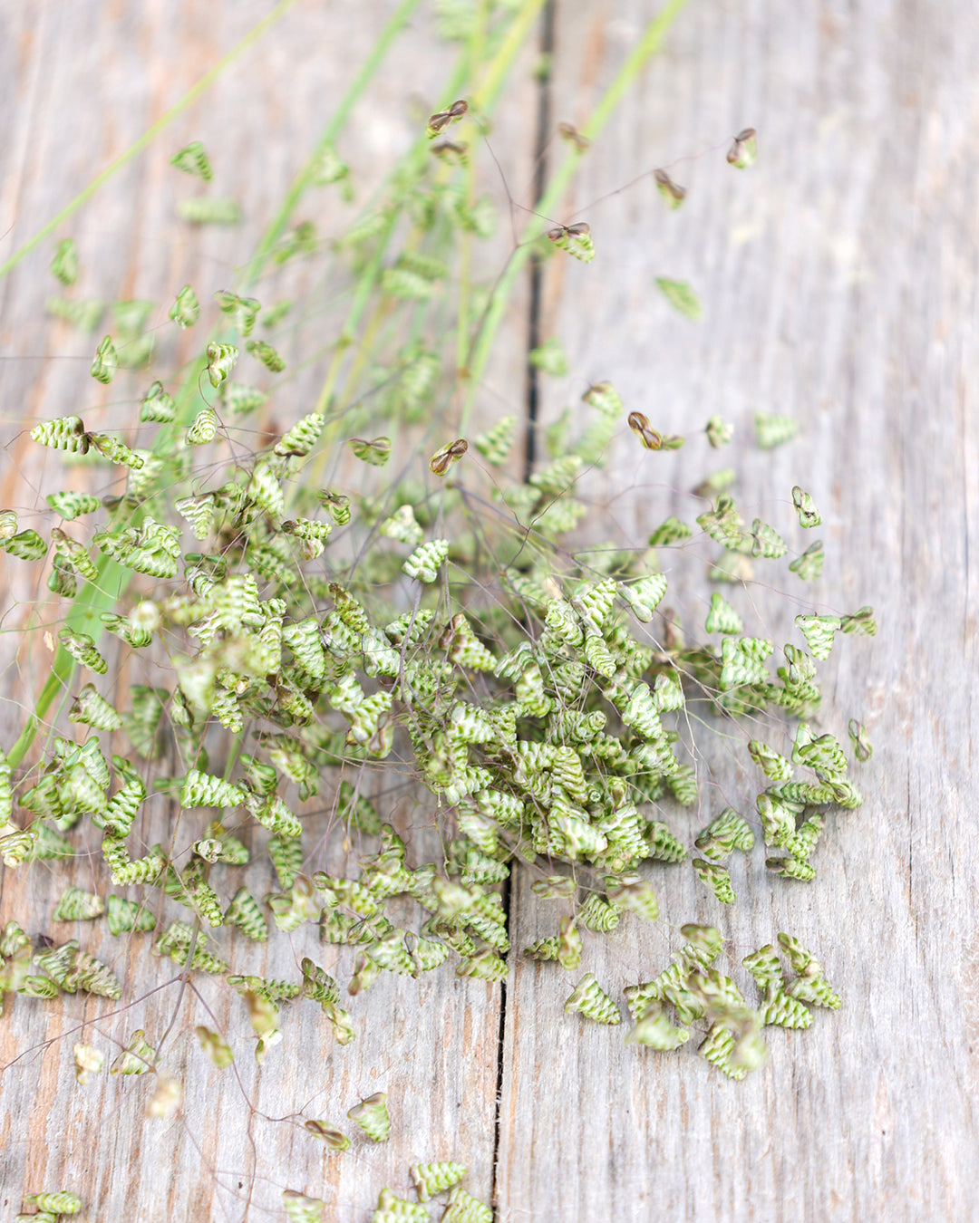 Bluehende Pflanze Kleines Zittergras Briza minima aus der Gartenzauber-Saatgutserie