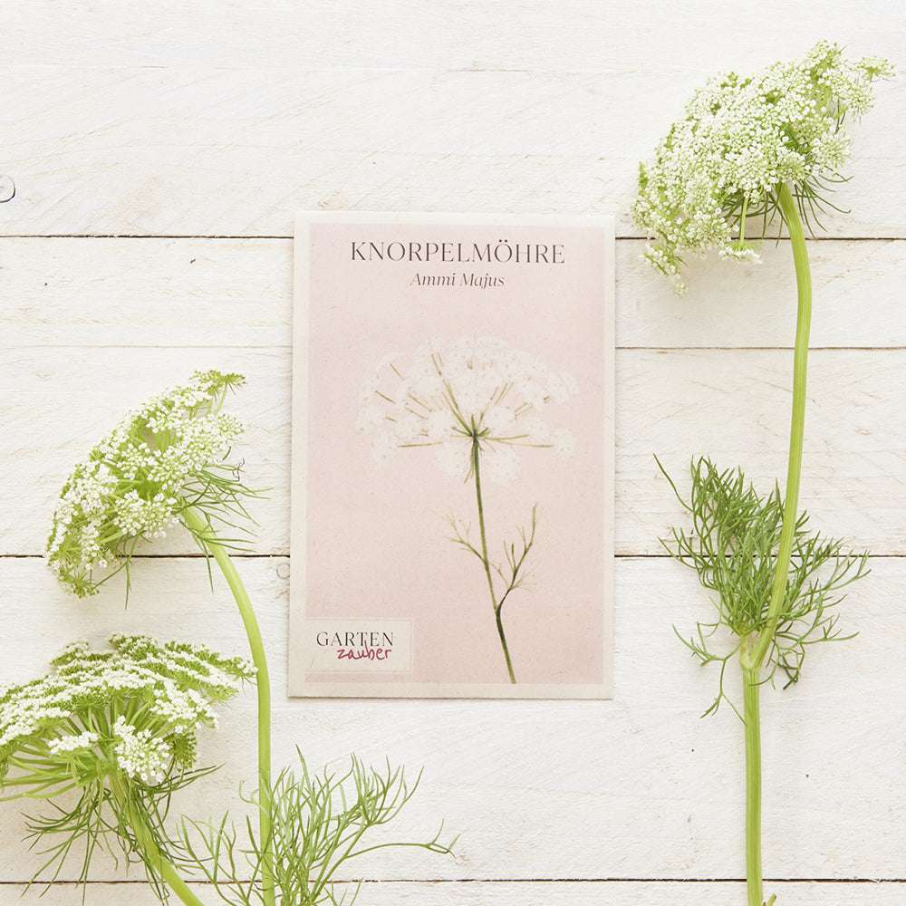 Vorderansicht Saatguttuete Knorpelmöhre - Ammi Majus aus der Gartenzauber-Saatgutserie dekoriert mit frischen Blumen