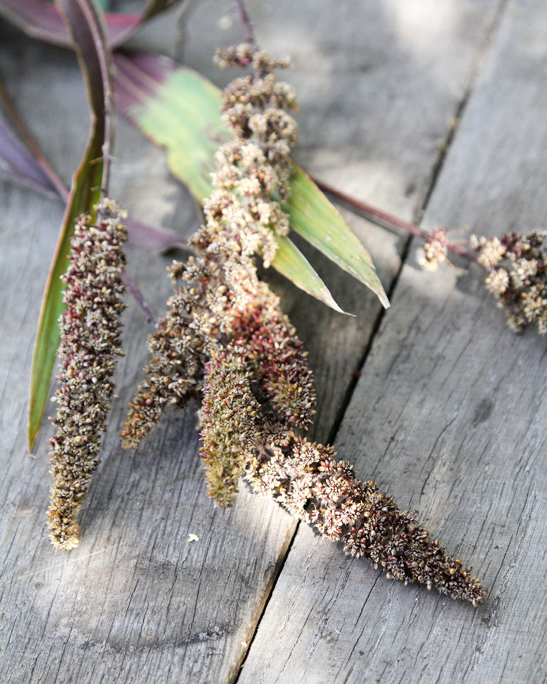 Bluehende Pflanze Kolbenhirse - Setaria italica 'Highlander' aus der Gartenzauber-Saatgutserie