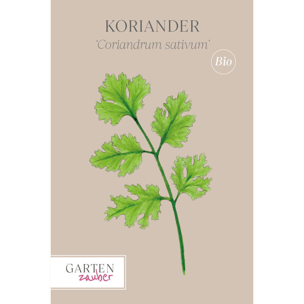 Koriander Saatgut – Küchenkräuter