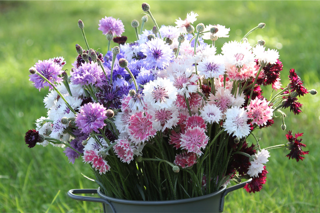 Bunter Strauß aus Kornblumen in Blau, Rosa, Weiß und Dunkelviolett – Centaurea cyanus als vielseitige Schnittblume.