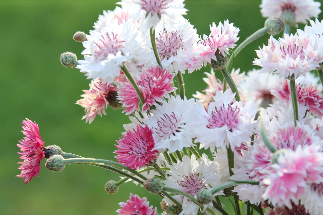 Zarte rosa und weiße Kornblumenblüten – Centaurea cyanus 'Classic Romantic' für romantische Sommersträuße.