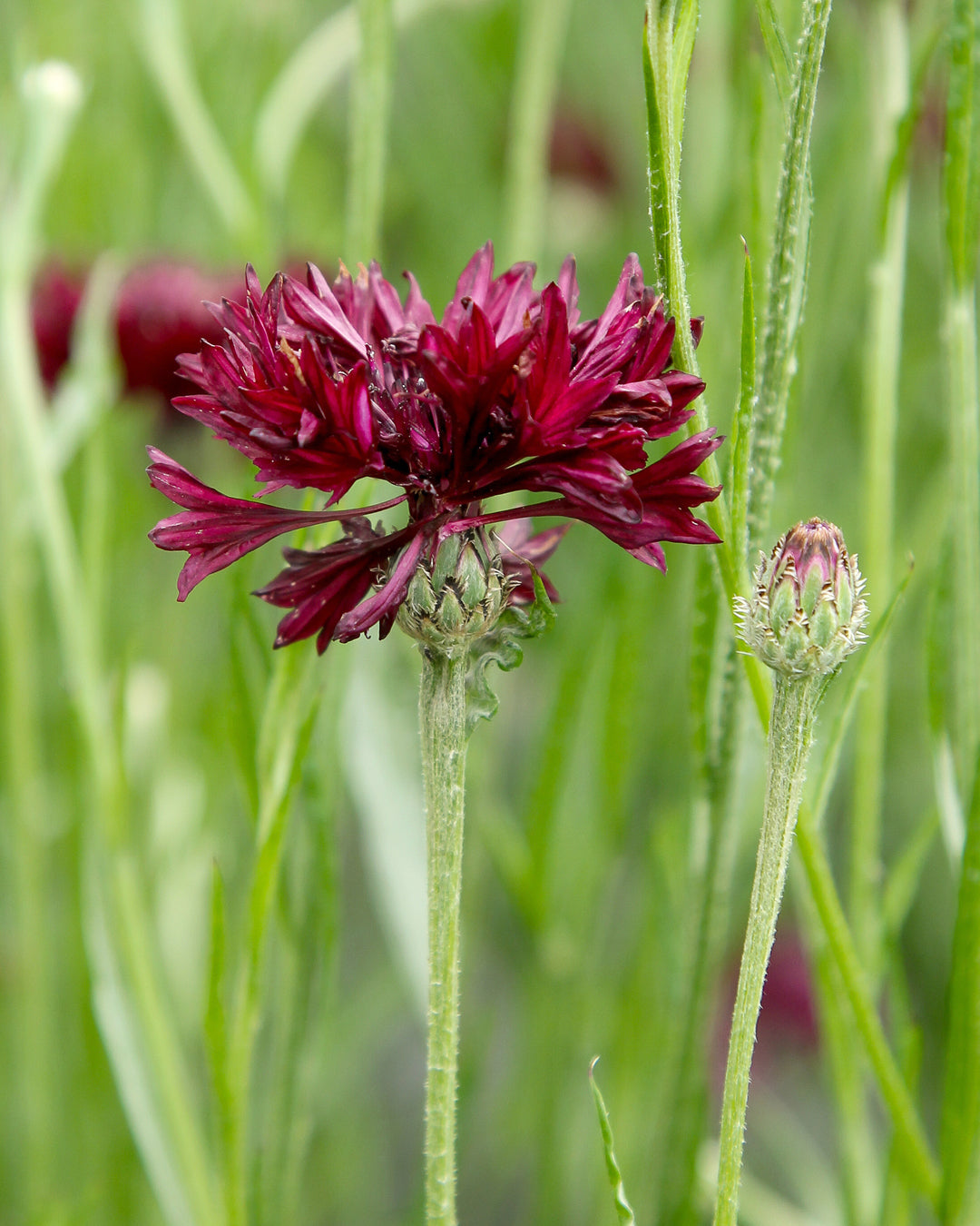 Bluehende Pflanze Kornblume - Centaurea cyanus ´Black Button` aus der Gartenzauber-Saatgutserie