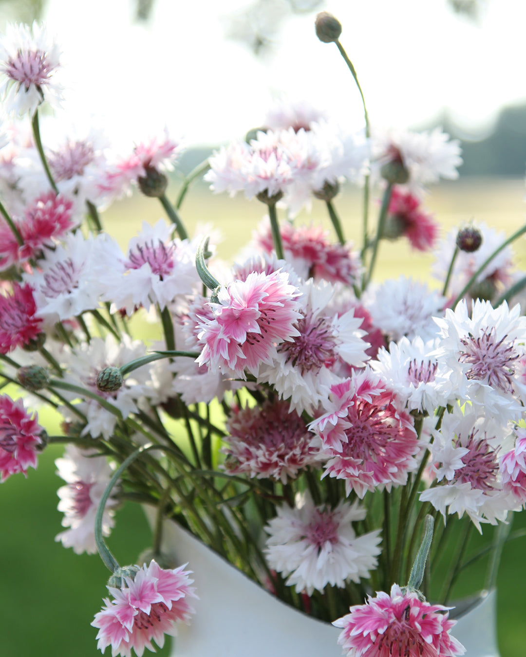 Bluehende Pflanze Kornblume - Centaurea cyanus ´Classic Romantic` aus der Gartenzauber-Saatgutserie
