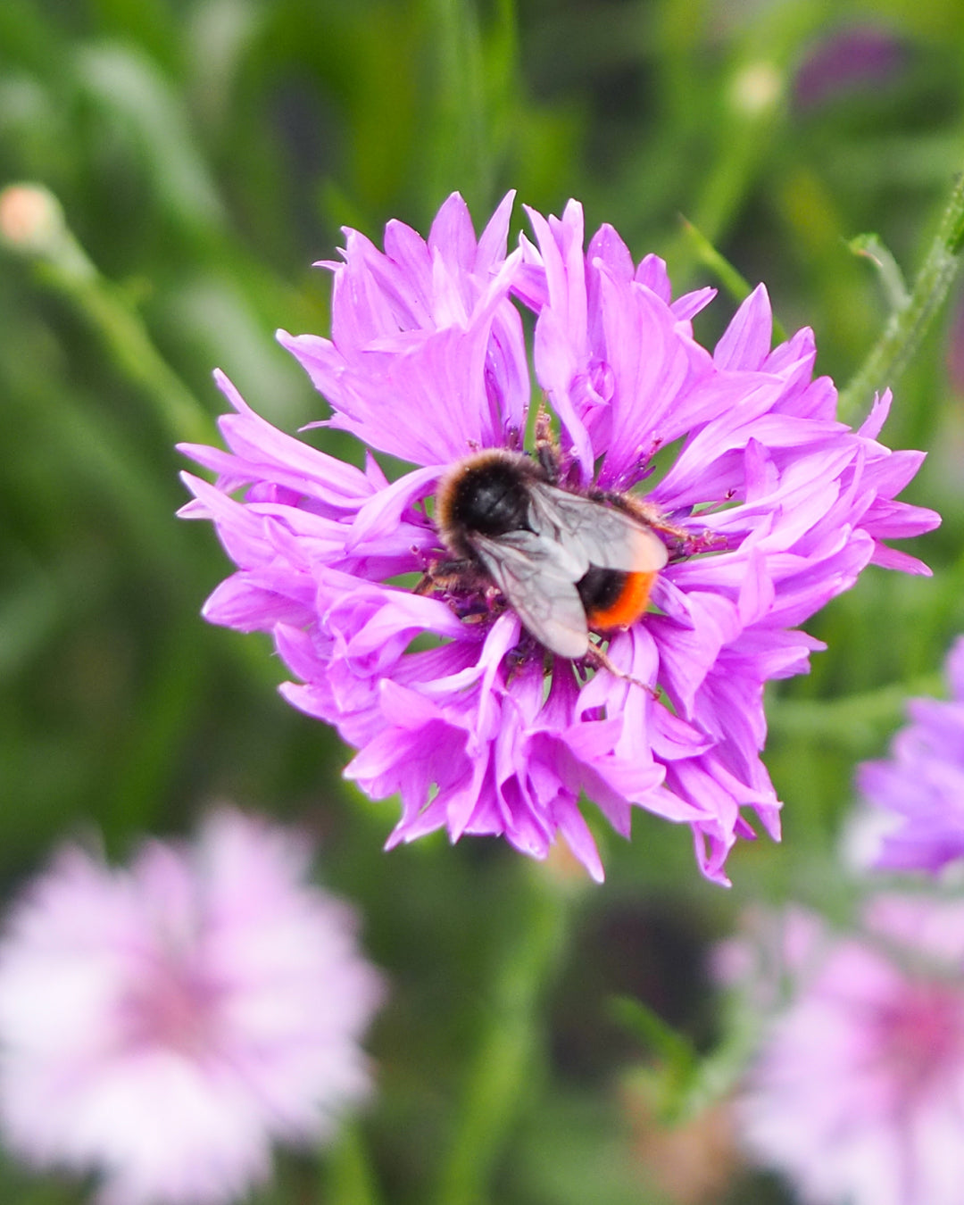 Bluehende Pflanze Kornblume - Centaurea cyanus ´Mauve Ball` aus der Gartenzauber-Saatgutserie mit einer Hummel drauf
