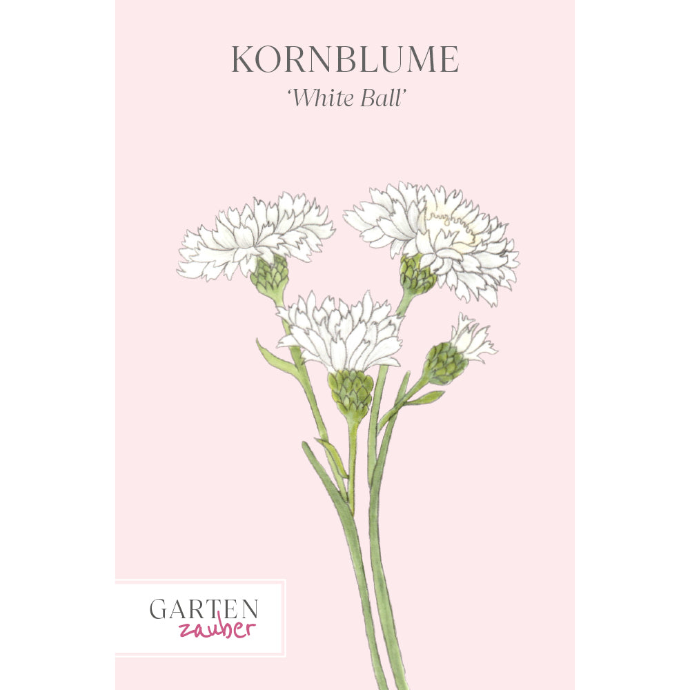 kornblume saatgut Kornblume 'White Ball' Saatgut – Weiße Sommerblume