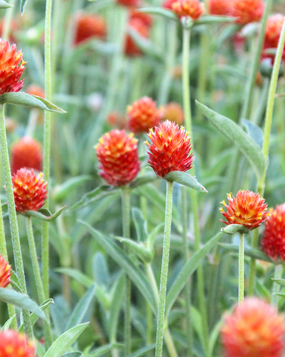 Bluehende Pflanze Kugelamarant - Gomphrena haageana 'QIS Orange' aus der Gartenzauber-Saatgutserie