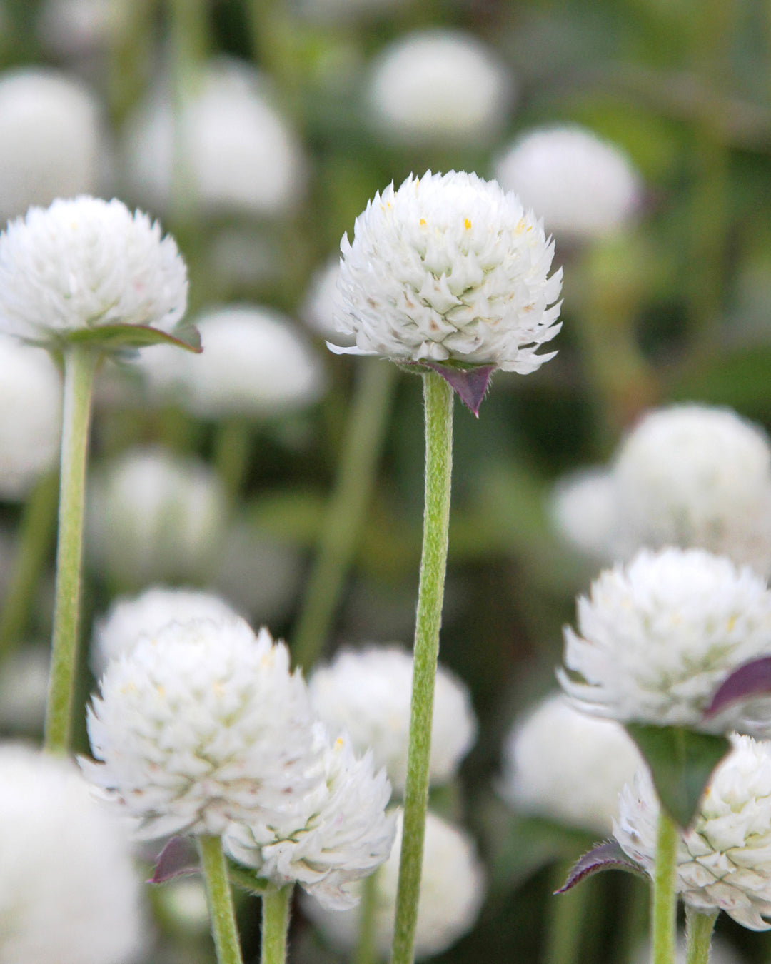 Bluehende Pflanze Kugelamarant - Gomphrena globosa 'QIS White' aus der Gartenzauber-Saatgutserie