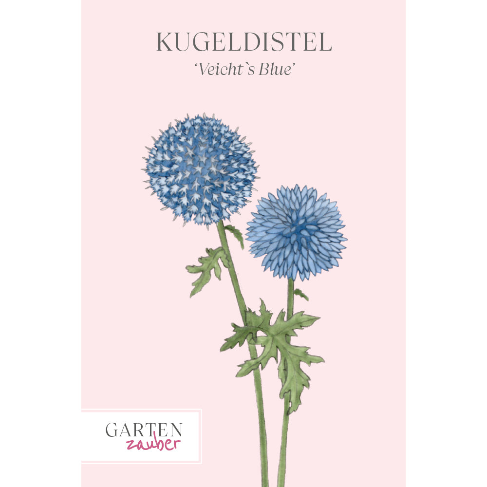 Kugeldistel 'Veicht's Blue' Saatgut – Staude