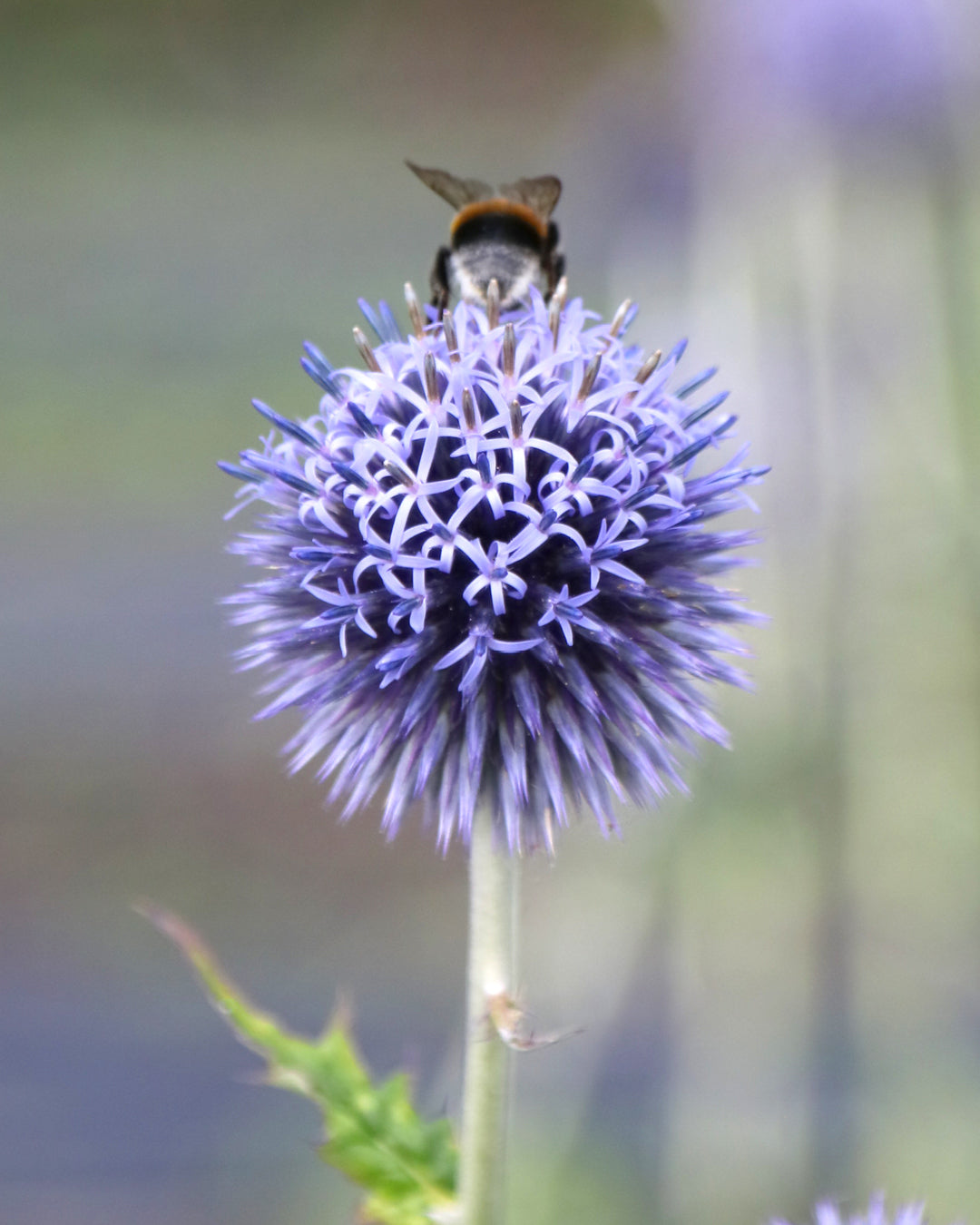 Bluehende Pflanze Kugeldistel 'Veicht`s Blue' Echinops ritro aus der Gartenzauber-Saatgutserie